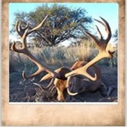 Argentina Red Stag Hunt with El Pampa Hunting