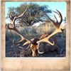Image 1 : Argentina Red Stag Hunt with El Pampa Hunting