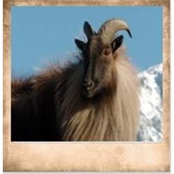 1 Hunter 5 Days New Zealand Tahr Hunt with Awatere Safaris.