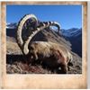 Image 1 : 1 Hunter for Mid-Asian Ibex in Kyrgyzstan with Asian Mountain Outfitters.