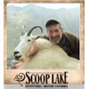 Image 1 : 1 Hunter 8 Days for Canadian Moose or Mountain Goat with Scoop Lake Outfitters.