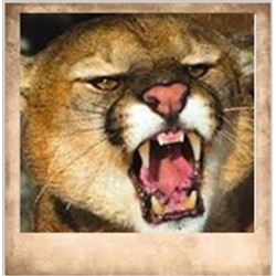 Utah State Conservation Tag #309 for Cougar, Central Mtns, Manti