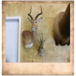1 Shoulder Mount up to Deer Size with Tyler Anderson Taxidermy.