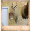 Image 1 : 1 Shoulder Mount up to Deer Size with Tyler Anderson Taxidermy.