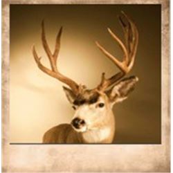 1 Shoulder Mount up to Deer Size with Dave Butts Taxidermy.