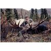 Image 1 : Alaska Moose