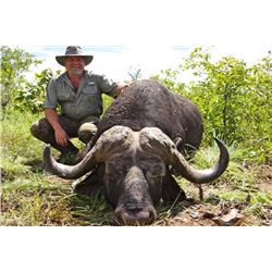 Cape Buffalo, South Africa