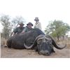 Image 2 : Cape Buffalo, South Africa