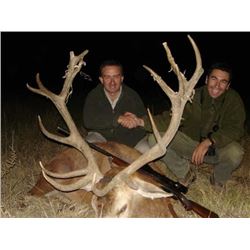 Argentina Red Stag