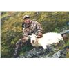 Image 1 : Alaska Mountain Goat