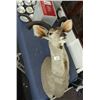 Image 1 : Impala Taxadermy