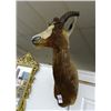 Image 1 : Antelope ?? Mount