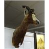 Image 2 : Antelope ?? Mount