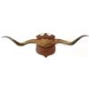 Image 1 : Early set of longhorns from Ben Harrison