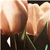 Image 2 : Tulips by A.A. Burnett