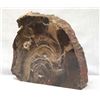 Beautiful Polished Petrified Wood Specimen