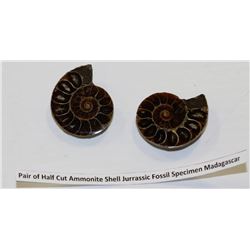 PAIR OF HALF CUT AMMONITE SHELL SPECIMINS