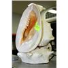Image 1 : VINTAGE SEASHELL LAMP
