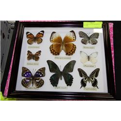 BUTTERFLY COLLECTION 8PCS W/ GIFT BOX