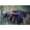 Image 2 : Tanzania Cape Buffalo Hunt for 1 Hunter and 1 Observer