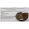 Image 1 : 512CT NATURAL IRIDESCENT AMMONITE SPECIMEN