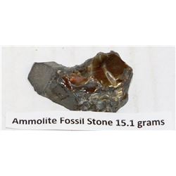 15.1 AMMOLITE FOSSIL STONE