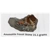 Image 1 : 15.1 AMMOLITE FOSSIL STONE