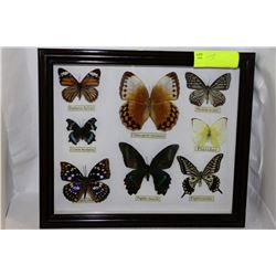REAL FRAMED BUTTERFLY DISPLAY
