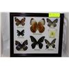 Image 1 : REAL FRAMED BUTTERFLY DISPLAY