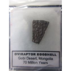 70 Million Year Old Dinosaur Eggshell