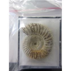 150 Million Year Old Ammonite Fossil