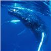 Image 2 : Humpback Encounter by Wyland