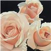 Image 2 : Three French Lace Roses by Brian Davis