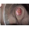 Image 3 : RAIDERS OF THE LOST ARK HARRISON FORD SIGNED FEDORA HAT