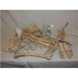 BONES HUGE LOT NO RESERVE!