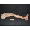Image 1 : SEVERED FULL ARMATURED FOAM LEG
