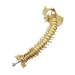 The Walking Dead Spine Movie Props