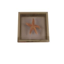 Supernatural Framed Starfish Movie Props