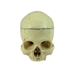 The Walking Dead Realistic Skull Movie Props