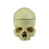 Image 1 : The Walking Dead Realistic Skull Movie Props
