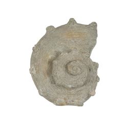 The Big Bang Theory Shell Decorative Movie Props