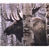 Image 3 : Stephen Lyman Framed Bull Moose Print