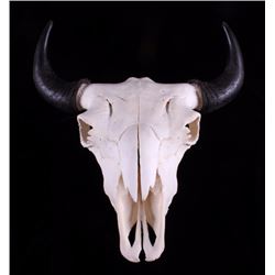 Yellowstone Wild Buffalo Skull