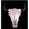 Image 1 : Yellowstone Wild Buffalo Skull