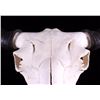 Image 2 : Yellowstone Wild Buffalo Skull