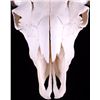 Image 3 : Yellowstone Wild Buffalo Skull