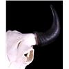 Image 4 : Yellowstone Wild Buffalo Skull