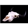 Image 5 : Yellowstone Wild Buffalo Skull