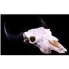 Image 6 : Yellowstone Wild Buffalo Skull