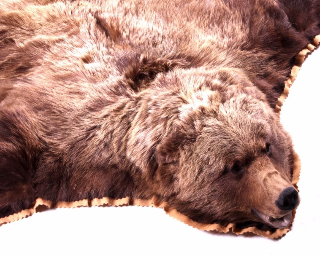 Great Alaskan Grizzly Bear Rug Mount